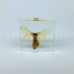 Resin epoxy small animal insect specimen silkworm moth embedded embedded crafts ornaments high permeability amber specimen