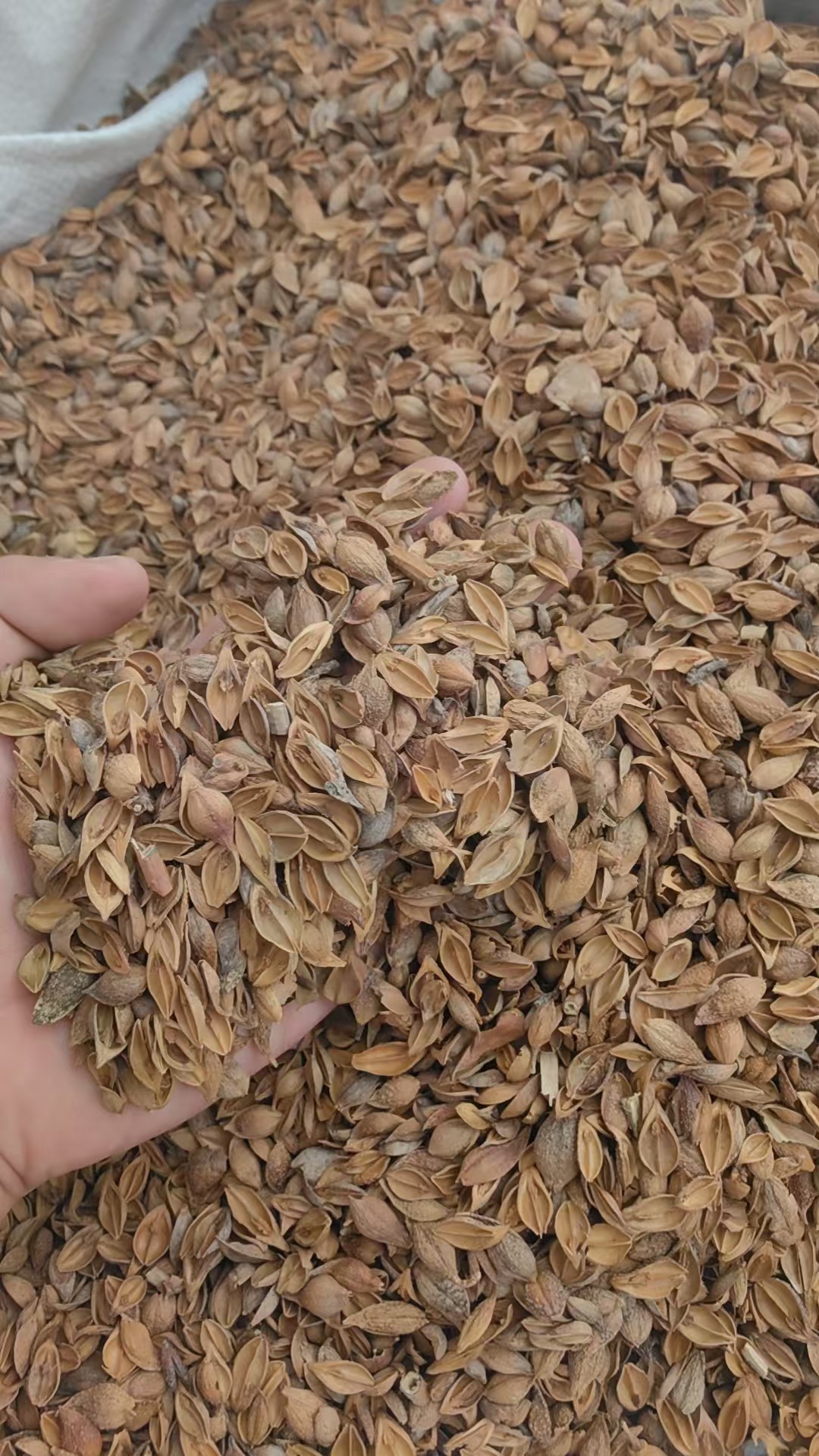 Forsythia Fruit Lian Qiao Dried Herb 500g Traditional Chinese Herbal Decoction Ingredient quality and texture