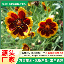 SֱɫĿջܷNӶ໨uշN̨lֱN