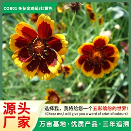 种子;种球;种苗