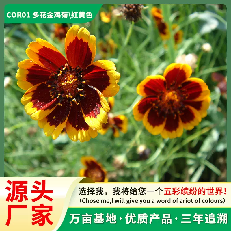 厂家直供彩色蛇目菊花卉种子多花金鸡菊种子阳台盆栽批发花籽直销