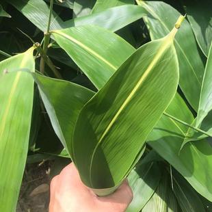 Zongzi Leaves, Fresh Extra Large, Zongzi Leaves, Zongzi Leaves, Large Leaves, Fresh Wild Brown Leaves, Large Ideas
