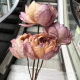 Double Lotus dried flower wood Lotus Sleeping Lotus Zen shooting creative flower natural dried plant home living room