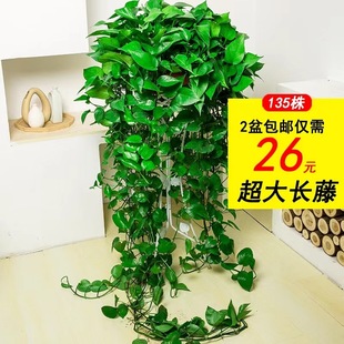 Green Radish Potted Green Plant Indoor 360 Large Pot Green Radish Hydroponic Plant Living Room Large Leaf Green Basket Long Vine Hanging