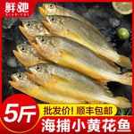 С�ƻ��������䶳5���տ�������ൺ���ʻ�㺣��������������