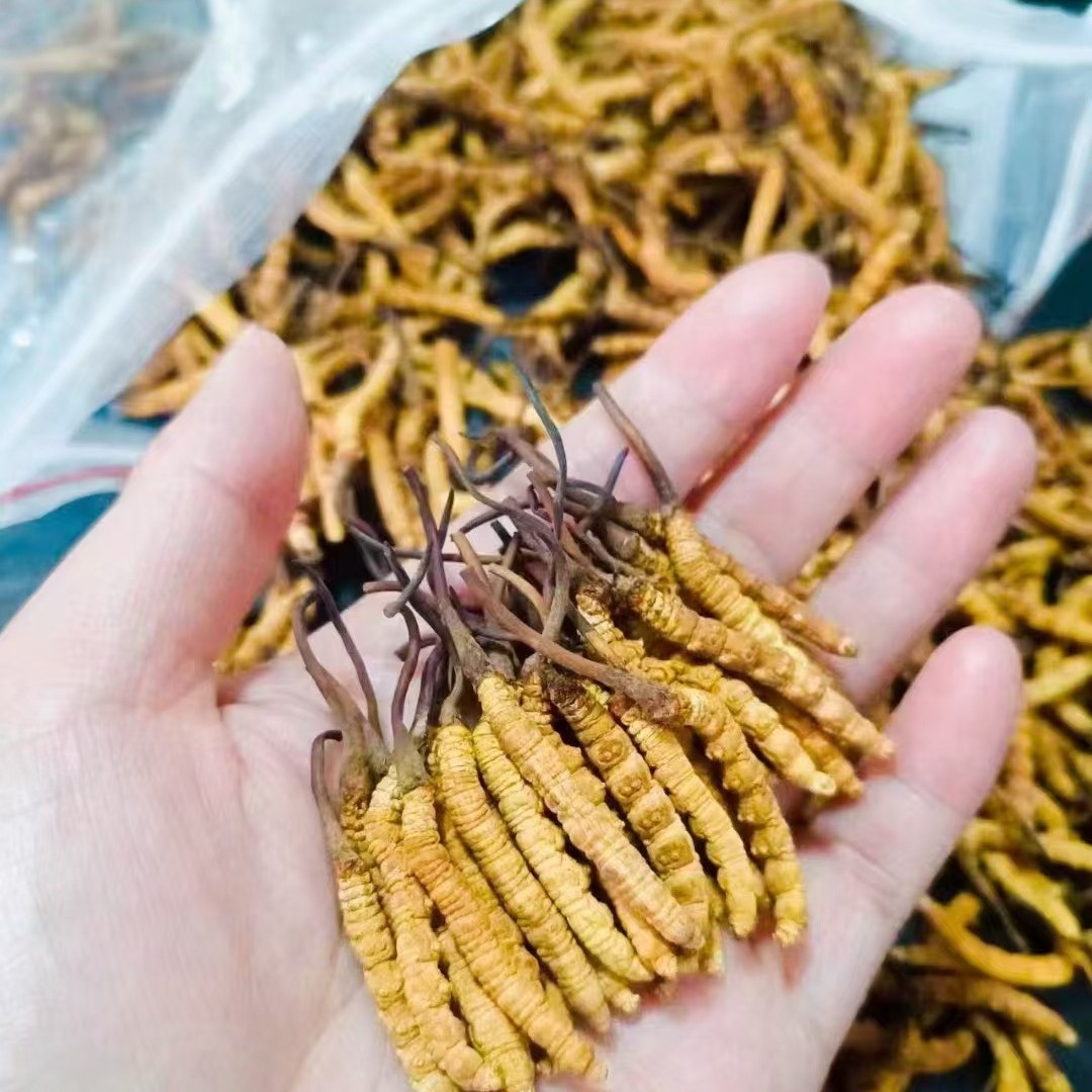 2025年干刷冬虫夏草批发 西藏高海拔冬虫夏草 一手货源头茬干虫草