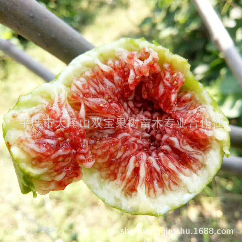 威海青皮无花果树苗 南方北方种植波姬红山东新品种果树苗木批发