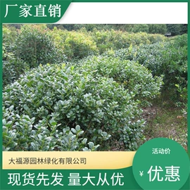 其他园林植物;水生植物;灌木