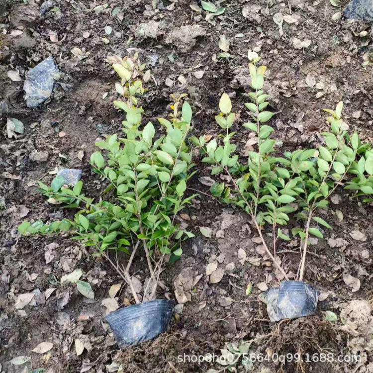 金森女贞8_副本