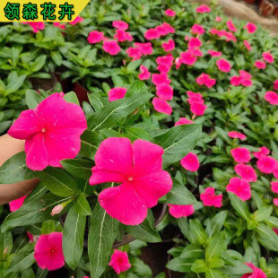 Qingzhou Base Supplies Periwinkle Greening Seedlings for Festivals and Rentals for Landscaping and Periwinkle Blooms Every Day