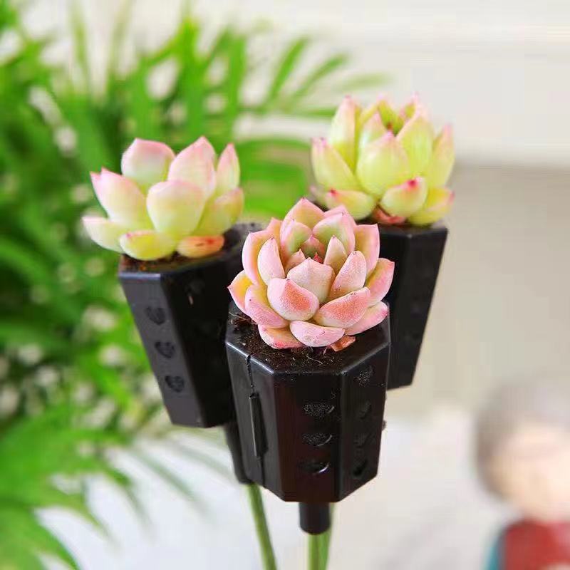 다육이의 최신 핫한 3팩