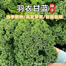 绿羽衣甘蓝种子四季播种有机高钙耐寒甘蓝橄榄菜阳台