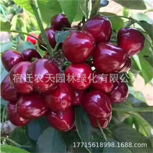 ������Ҙ���޽���܇���Ӵ�������Ϸ������Nֲ������Ԯ���Y��