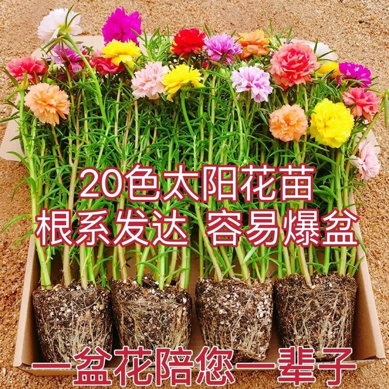 Double Sunflower Potted Seedling Big Flower with Root and Flower Bud Four Seasons Flowering Plants Indoor and Outdoor Good Flowering Flowers