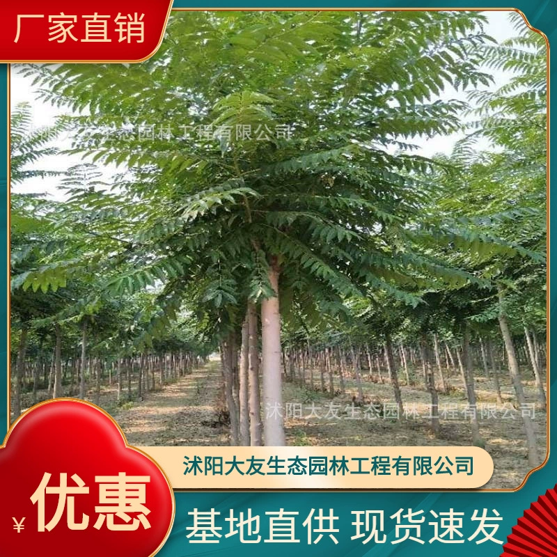 База оптом саженцы Ailanthus altissima собственного производства в живописных местах ландшафтный дизайн Дорога Садовая техника Озеленение саженцев