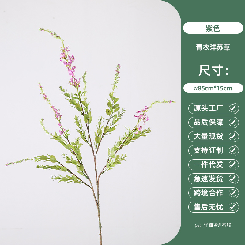 청의 양귀비 - 보라색