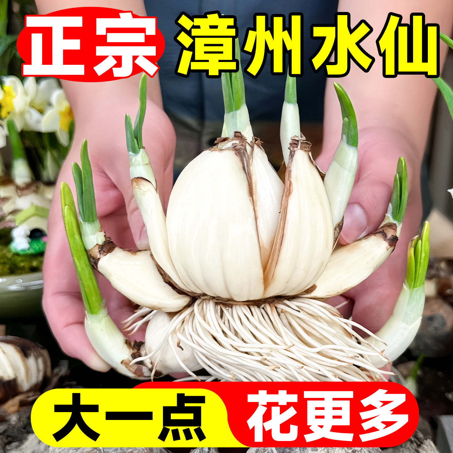 重瓣水仙花种球水养盆栽秋冬开花卉植物室内花绿植水培养带花苞