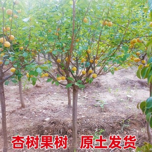 �ش��Ә��玧����������������޽���������䮔��Y���ϱ����Nֲ