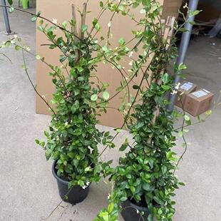 ���B�L܇���򻨻�ֲ��������jʯ�لe��ͥԺ�Gֲ�����L܇�����Ϙ�