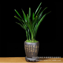 墨兰企黑翁源金边兰花苗红花浓香好养花卉绿植盆栽基地批发直供