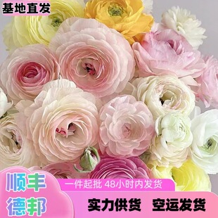 Flowers Yunnan Base Flower Wholesale Gift Bouquet Home Wedding Flower Arrangement Decoration New Year Stall Free Shipping
