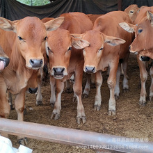 ���������Sţ ţ�����Bֳ�� ��ţ�r�� ������ţ��