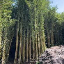 ����������l������ ���� ��Ƥ���� �ļ����� ͥԺ�G���^�p �G�h