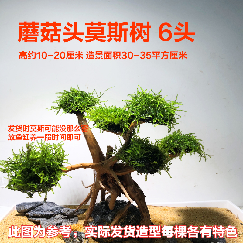 鱼缸造景莫斯树鱼缸树真树沉木水造景懒人造景无需底沙鱼缸摆件|undefined