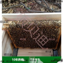 中蜂蜂群带王蜜蜂蜂群养殖带子脾阿坝中蜂带蜂箱中华土蜂出售