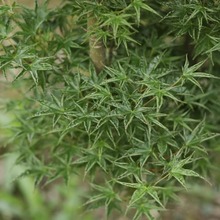 ձ䡿˪ϡ~tСľʽͥԺ̨