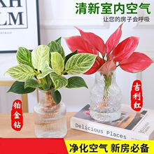 KˮֲＪt҃k҃ˮBGֲԻļB