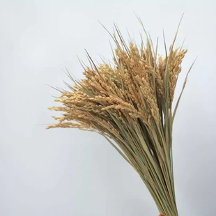 Wholesale Rice Ear Dried Flowers Opening Decoration Real Rice Dried Flowers Eternal Flowers Photographic Props Rice Dried Flowers