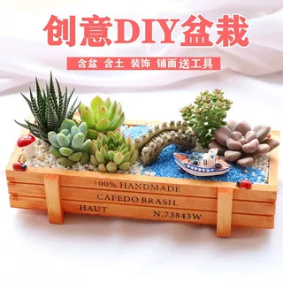 多肉植物组合盆栽新款套餐多肉带土带盆DIY微景观桌面绿植盆栽