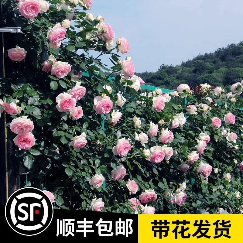 Многовесенние цветущие розы, саженцы вьющихся роз, вьющиеся растения, ароматные крупноцветковые розы для балконных горшков во дворе.