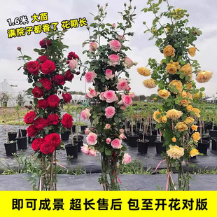 Rose Seedlings, Vine Roses, Large Florals, Fragrant Courtyards, Four-Season Flowering Climbing Vines, Florals, Potted Balcony Roses