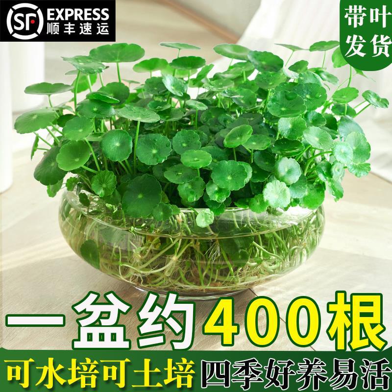 Copper money grass green plant hydroponic plant potted aquatic flowers indoor potted plants with leaves of money grass four seasons good plant