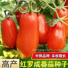 �t�_�ɷ��ѷN���_�R���t���N�Ӵ��}Ů���N��ԭ�b�ļ��߲˷N�Ӵ�ȫ