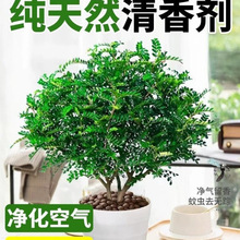 �������ľ���Ի����҃�����ò�ֲ������Ϙ��辰������Gֲҕ��