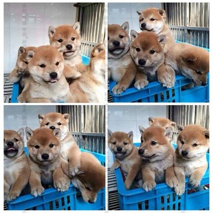 ���Sɫ��ɫِ���pѪ�y�ձ���Ȯ������Ȯ���N���w�����Ϻ�Ȯ�����