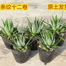 �l�yʮ��������ֲ���J�C�������k���҃�������B��С���ԑ��˾Gֲ