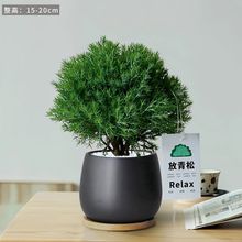 放青松绿植雾松室内小盆栽雾凇办公室桌面轻松植物摆件四季好养