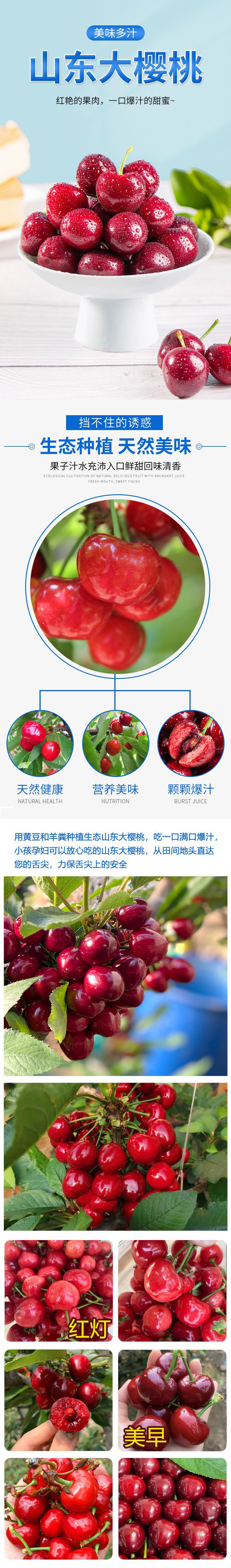 山东大樱桃(美早+红灯)_01