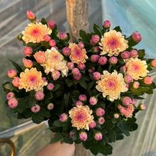 宝莲灯雏菊盆栽多年生耐热耐寒室内阳台庭院四季开花花苞发货抖音