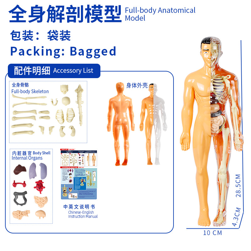 Modelo del cuerpo humano, juguetes educativos STEM para niños, modelo de anatomía humana desmontable, reconocimiento de órganos, fabricante, venta al por mayor image 21