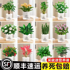 创意礼品套装;棋牌/桌游;手办模型