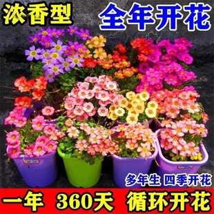 Flower Plant Flowering Balcony Perennial Garden Delivery Wood Sorrel Potted Plant One Piece Wood Sorrel Flowering Wholesale Seed Bulb Ni Liu