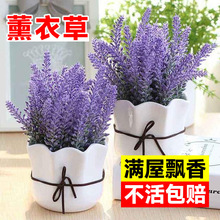 薰衣草盆栽带花驱蚊植物室外适合夏天种四季开好养花卉网红草绿植
