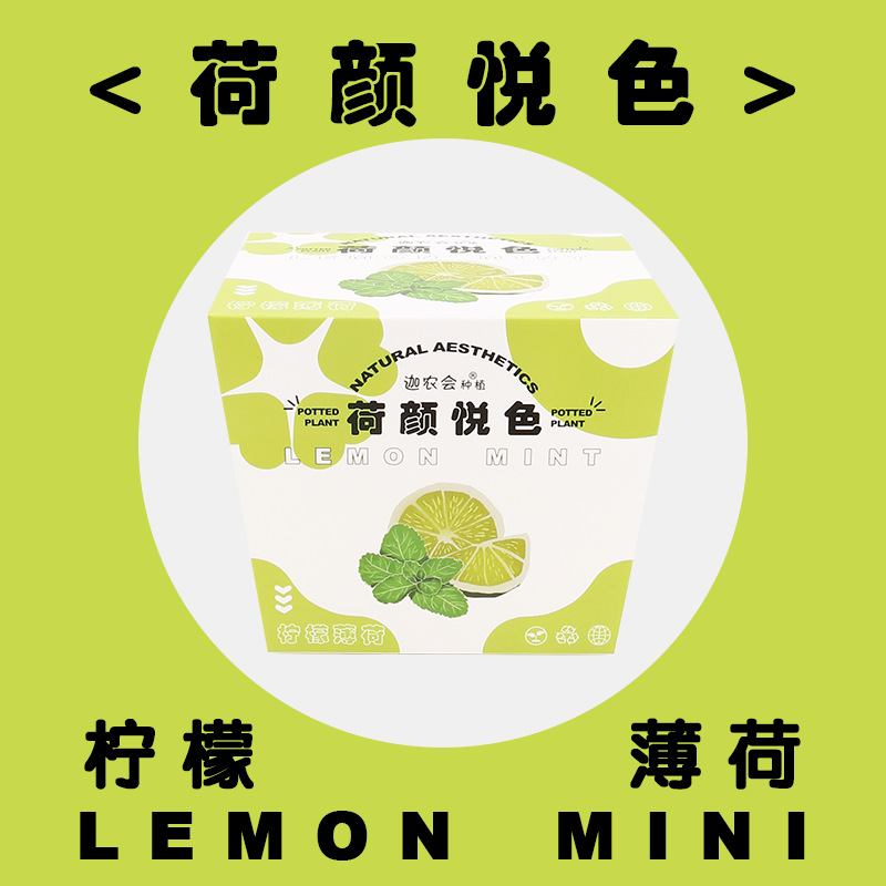 로터스 얀 유에 컬러 (레몬 민트)