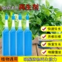 多肉盆栽生长植物营养液