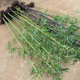 ͥԺֲ������������������ë���_�h��������